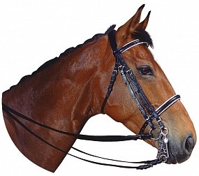 Терминология конного спорта