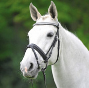 Уздечка X-line Darlington с самозатягивающимся капсюлем