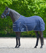 Попона денниковая Economic 100g