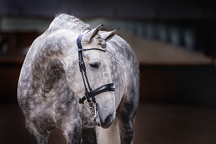 Оголовье мундштучное Passage Revolution